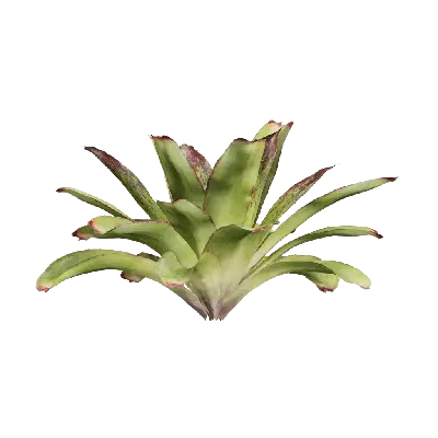 Cryptanthus acaulis 08