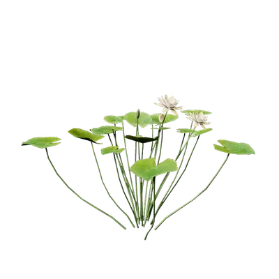 Nymphaea Yellow 04 3d model