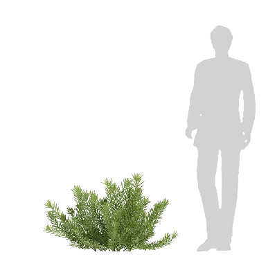 Sedum erythrospermum 12