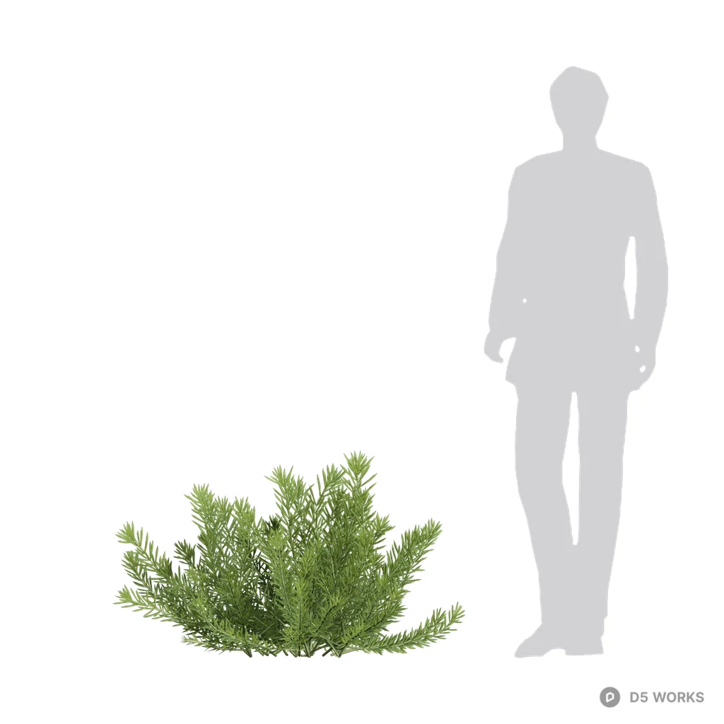 Sedum erythrospermum 12 3d model - Image 1