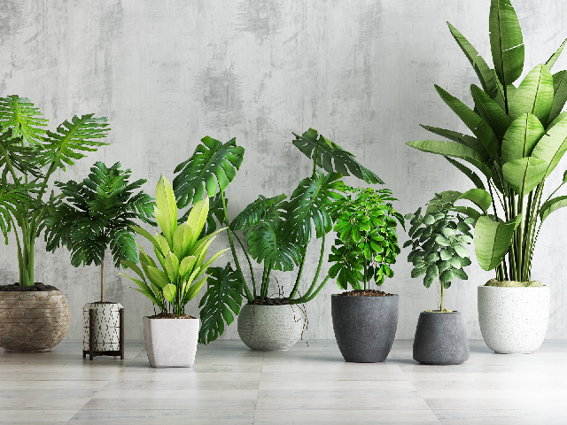 Modern Potted Plant