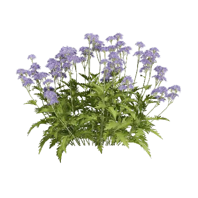 Conoclinium dissectum 02