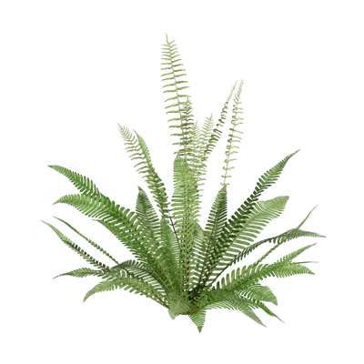 Blechnum spicant 02