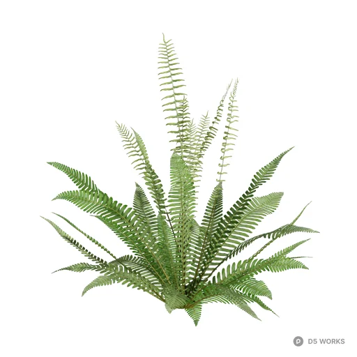 Blechnum spicant 02 3d model - Image 1