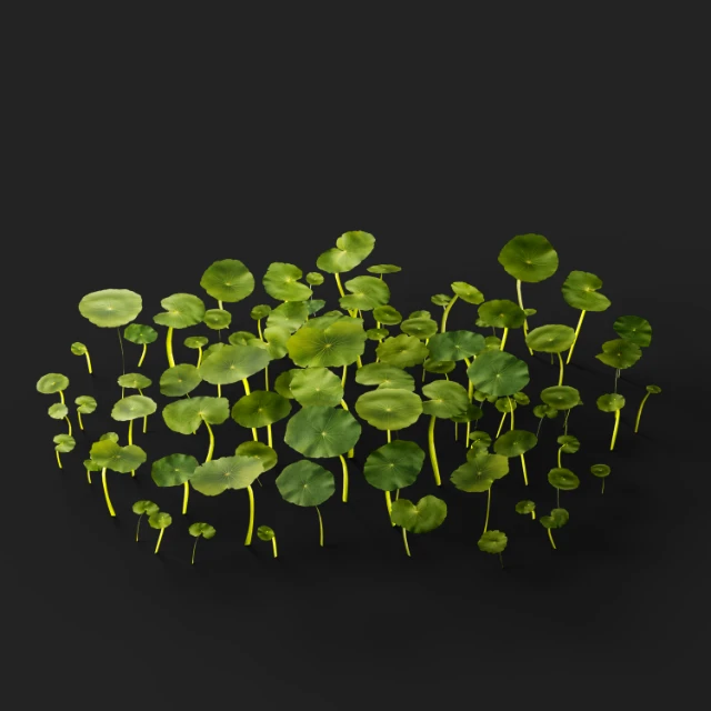 Realistic Hydrocotyle Vulgaris Pennywort Patch 3d model