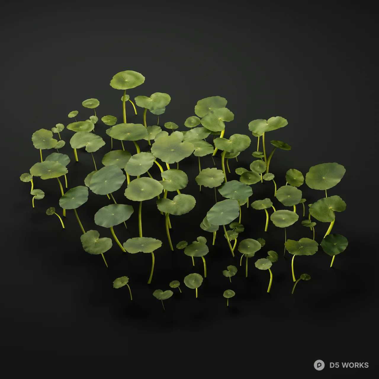 Realistic Hydrocotyle Vulgaris Pennywort Patch 3d model thumbnail 4