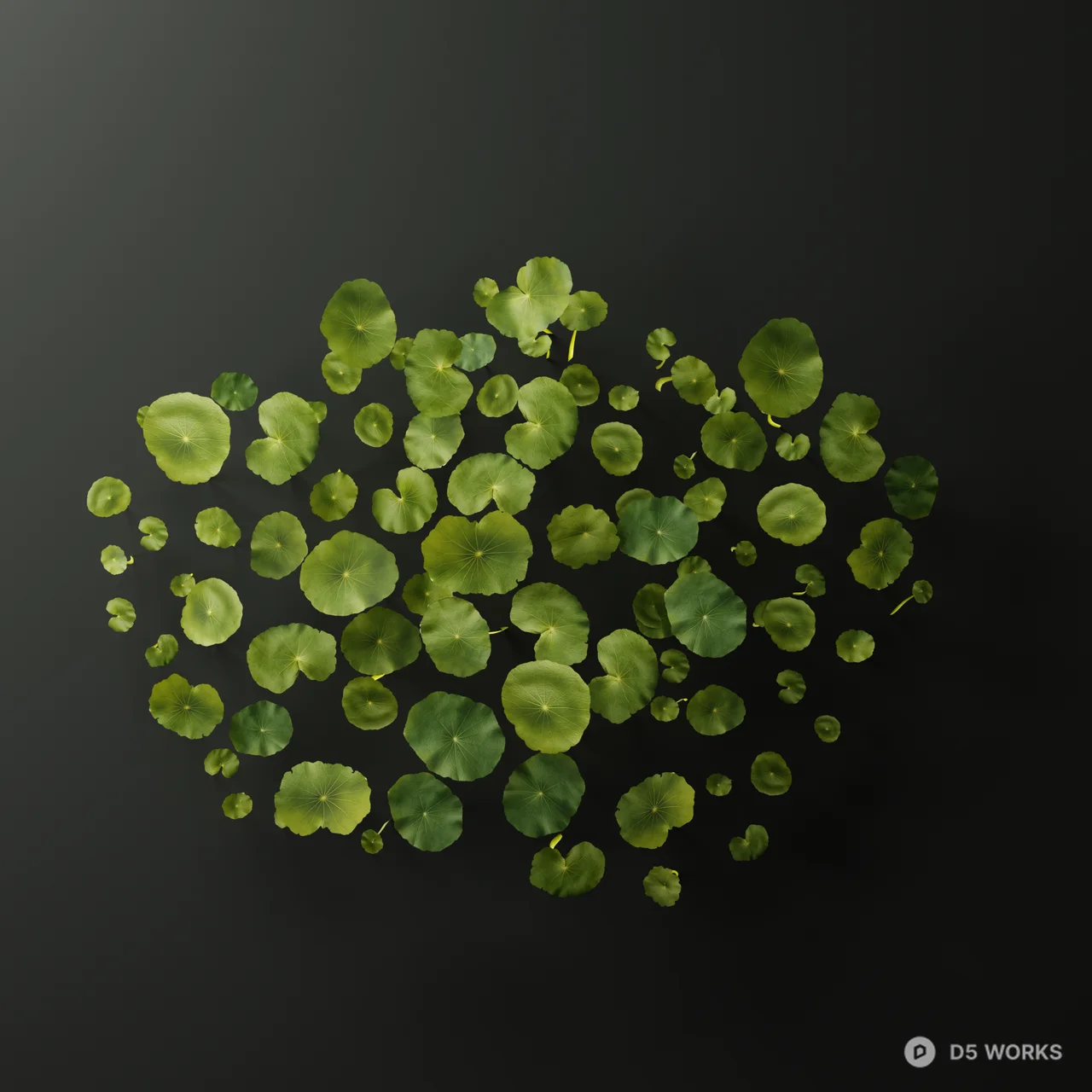 Realistic Hydrocotyle Vulgaris Pennywort Patch 3d model thumbnail 2