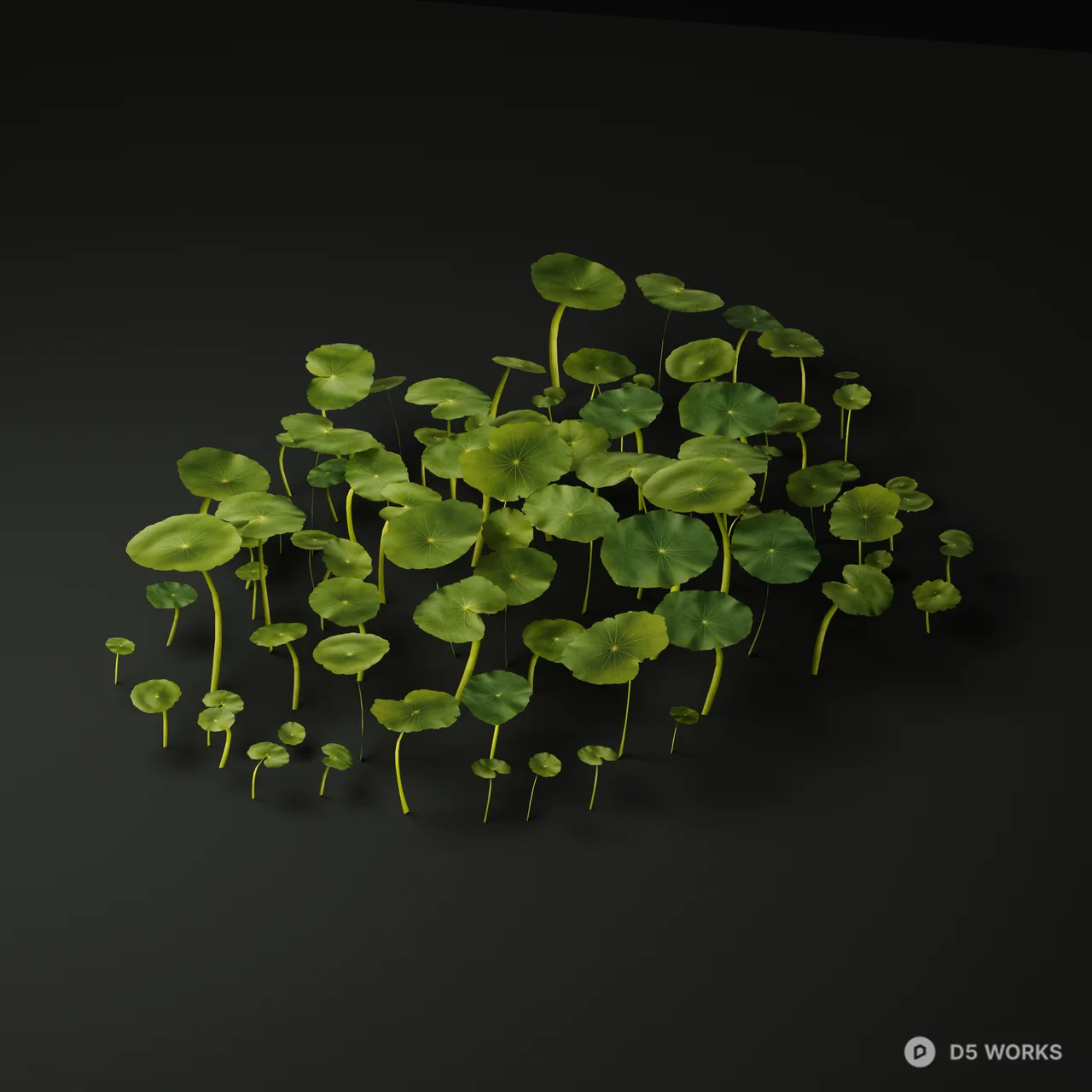 Realistic Hydrocotyle Vulgaris Pennywort Patch 3d model thumbnail 3