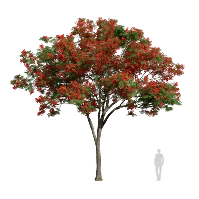 Delonix regia 06 3d model