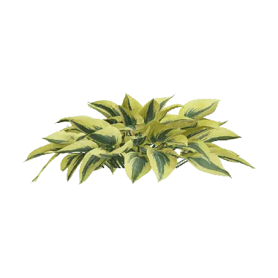 Hosta plantaginea 18