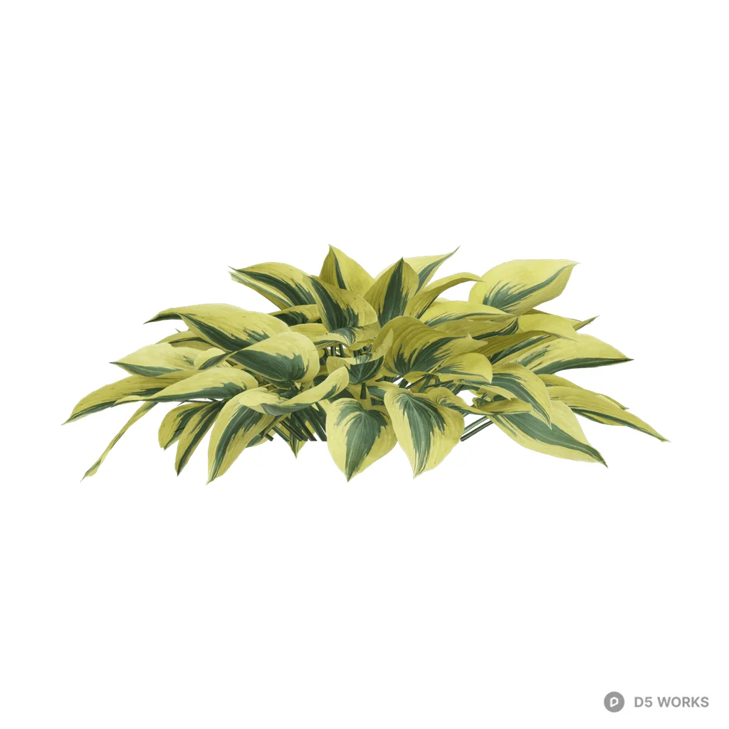 Hosta plantaginea 18 3d model - Image 1