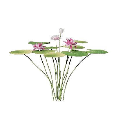 Nymphaea tetragona 03 3d model