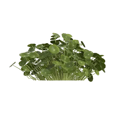 Hydrocotyle vulgaris 05