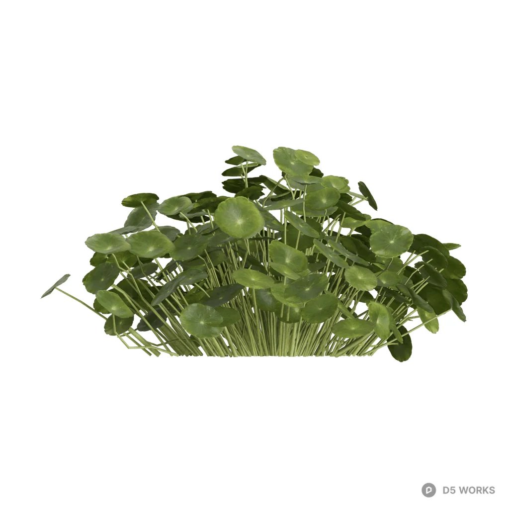 Hydrocotyle vulgaris 05 3d model - Image 1