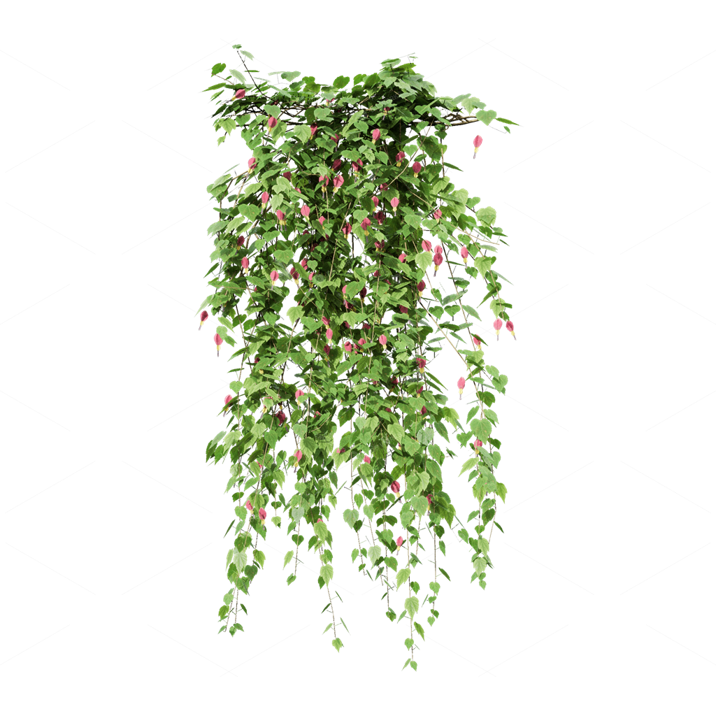 Climbing Plants 3D Models