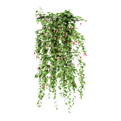 Climbing Plants Abutilon megapotamicum 04
