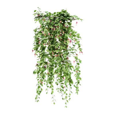 Abutilon megapotamicum 04 3d model