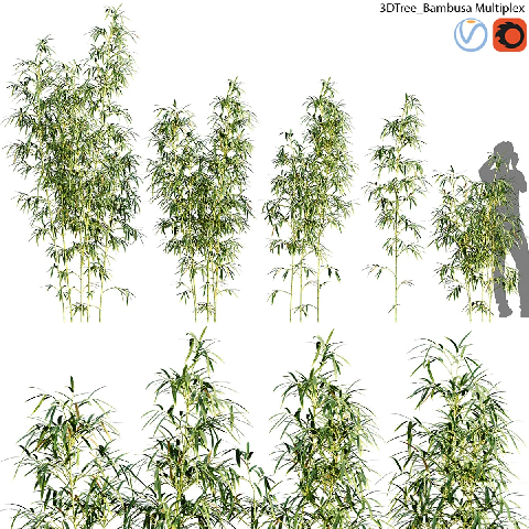 Modern Bamboo