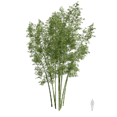 Bamboo Bambusoideae 10