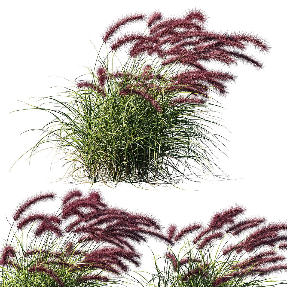 Modern Grass