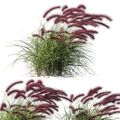 Ornamental Grass With Purple Plumes 3d model