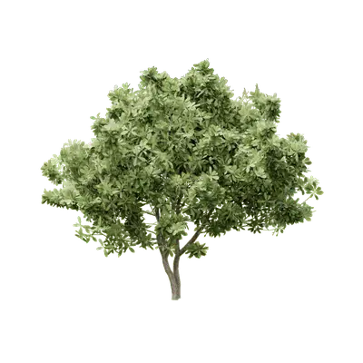 Pittosporum tobira 05 3d model