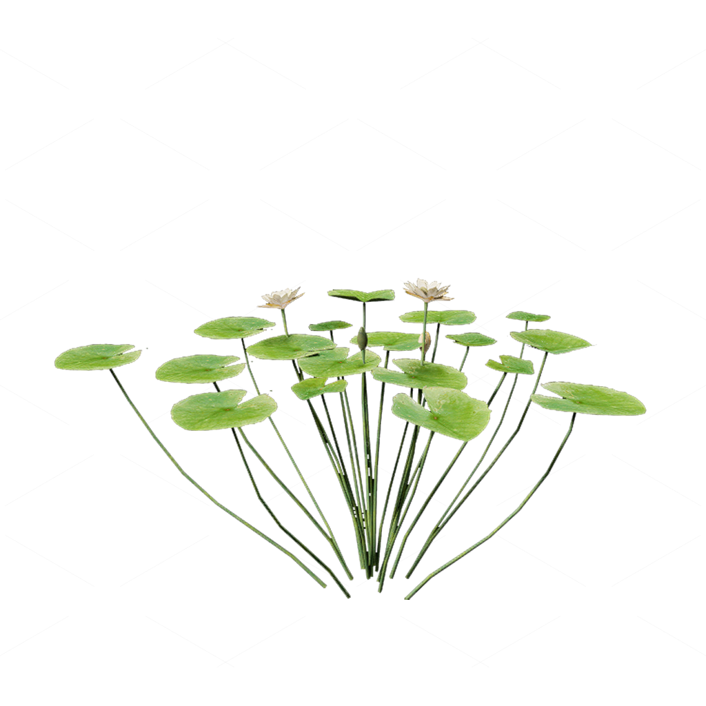 Aquatic Plants 3D Models