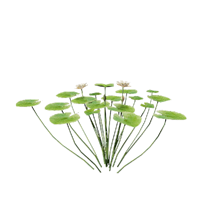 Aquatic Plants Nymphaea Yellow 03