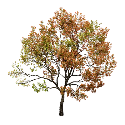 Sapium sebiferum 14 3d model