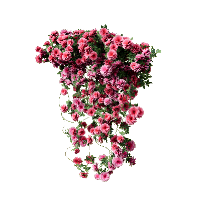 Climbing Plants Climbing Roses