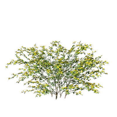 Kerria japonica 03