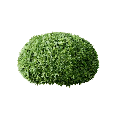 Boxwood 3d model