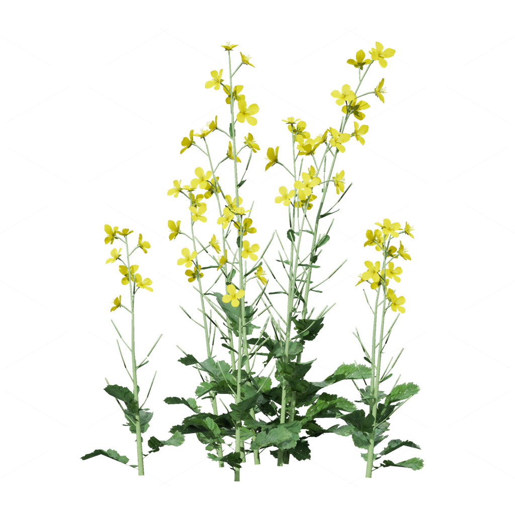 Crops 3D Models