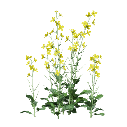 Crops Brassica napus 03