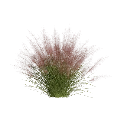 Muhlenbergia capillaris 12 3d model