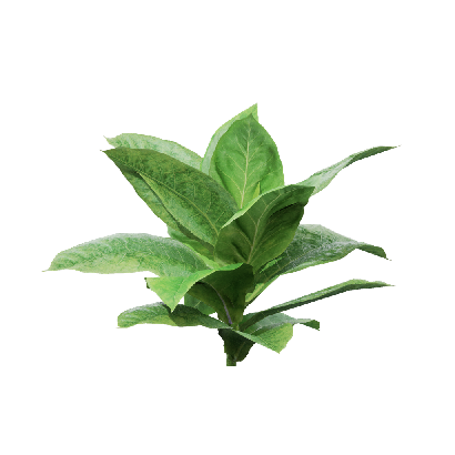 Crops Nicotiana tabacum 01