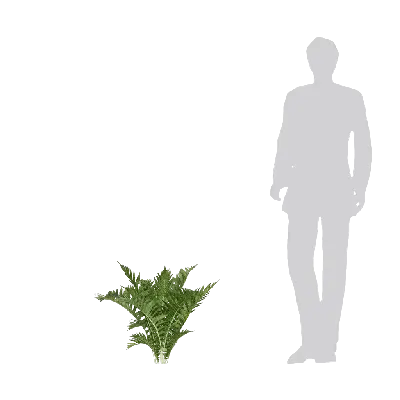 Blechnum orientale Linn 02