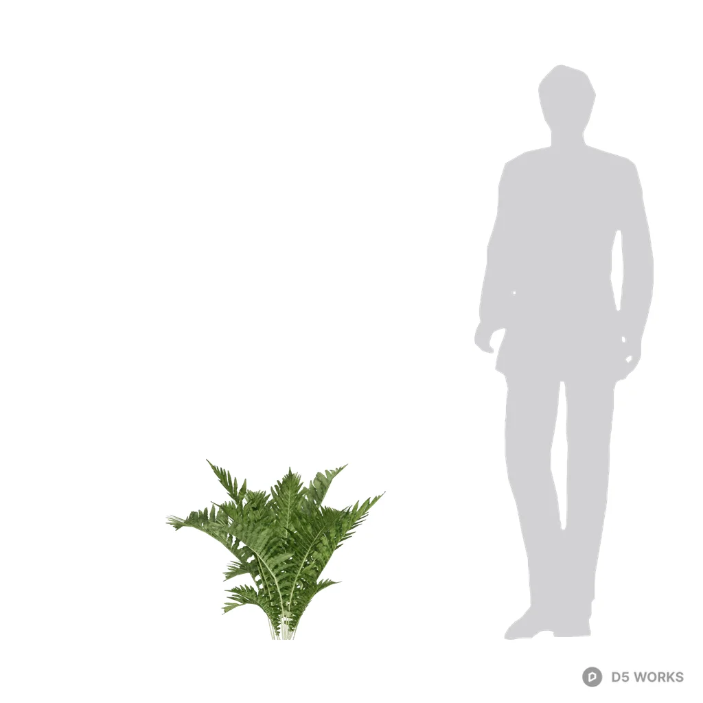 Blechnum orientale Linn 02 3d model - Image 1