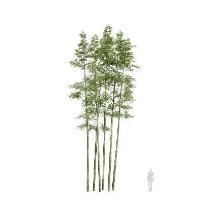 Bamboo Bambusoideae 22