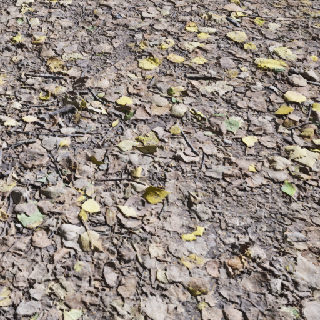 Muddy Ground Dry Deciduous Woodland