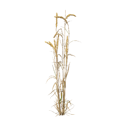 Crops Triticum 08