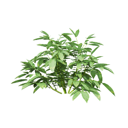 Crops Solanum tuberosum 07