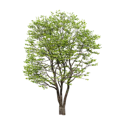 Sapium sebiferum 13 3d model