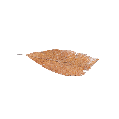 Other Plants leaf 50