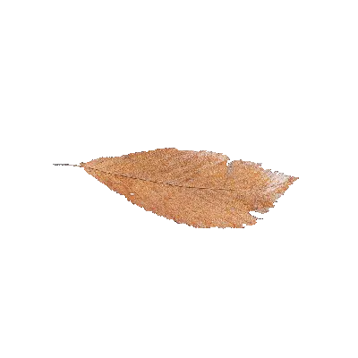 leaf 50 3d model