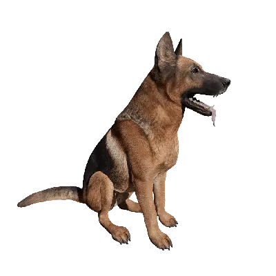 Dog 02 Sitting 3d model
