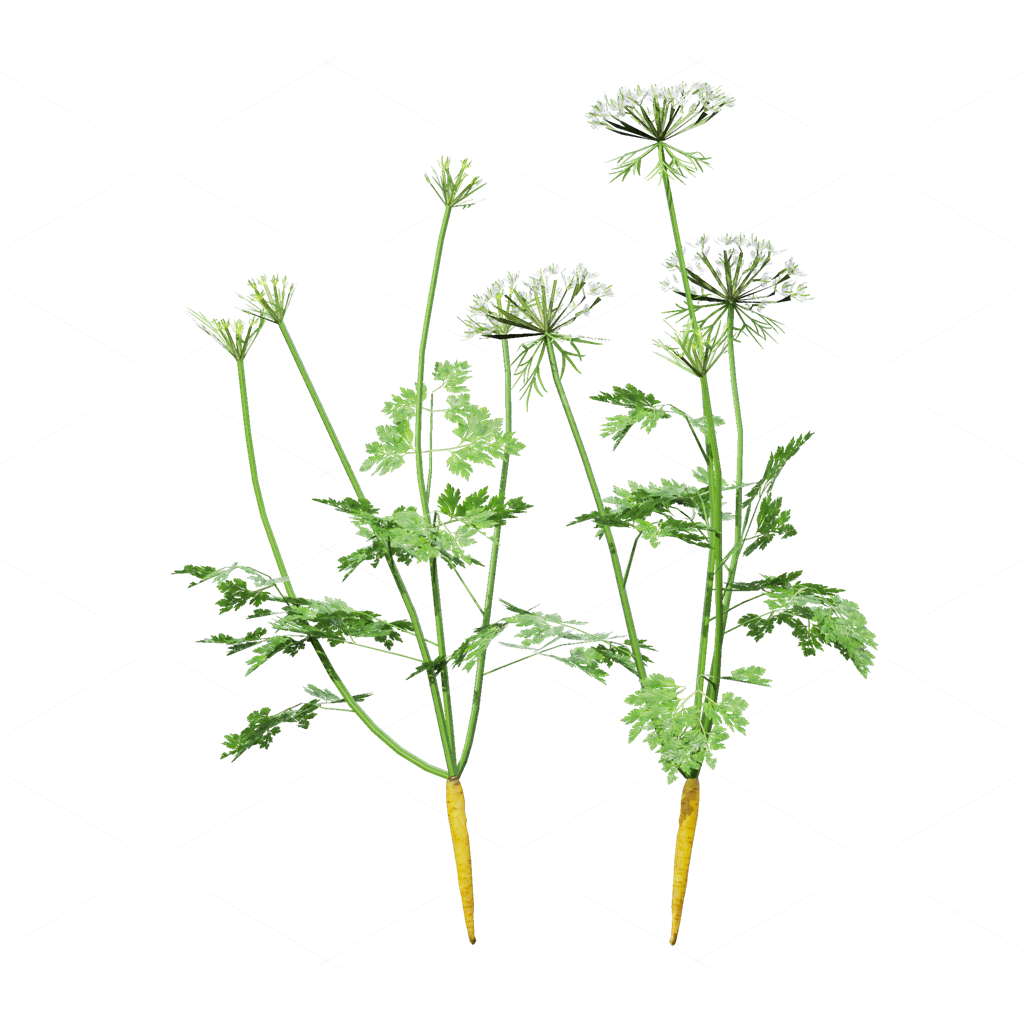Crops 3D Models
