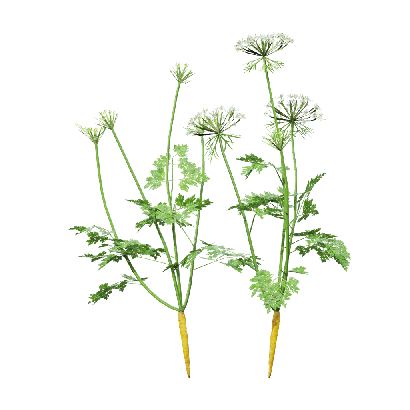 Crops Carrot 06