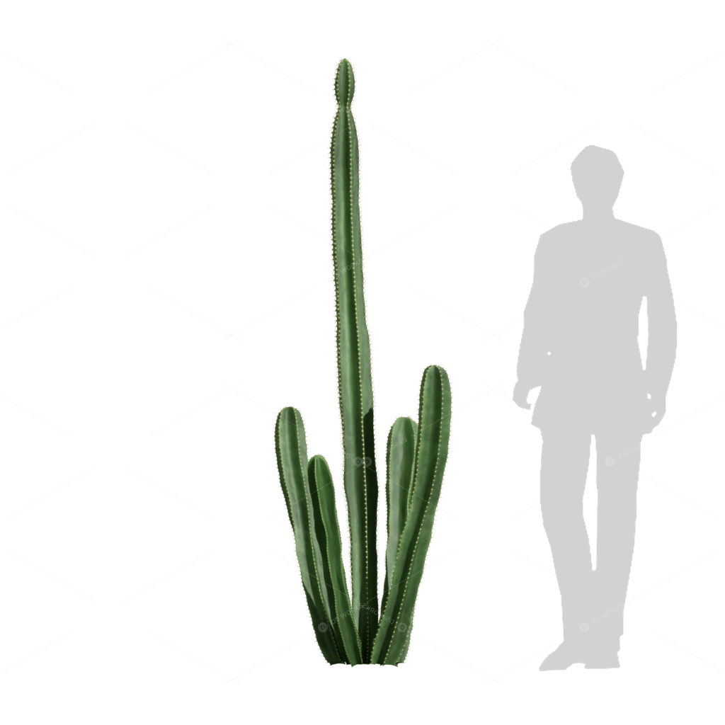 Xerophyte Plants 3D Models