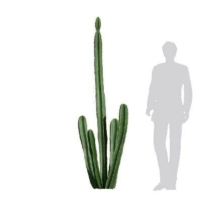 Xerophytes Hylocereus undatus 06